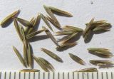 Poa iberica
