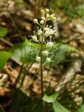 Maianthemum bifolium. Соцветие с цветками и бутонами. Магаданская обл., окр. г. Магадан, бухта Нагаева, Морпортовская сопка, каменноберезняк. 02.07.2010.