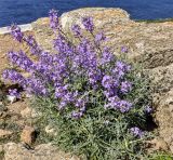 Matthiola sinuata