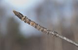 Sorbus aucuparia ssp. glabrata