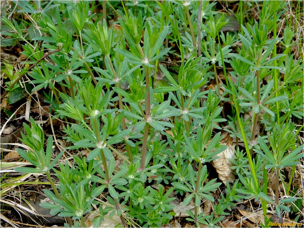 Image of genus Galium specimen.