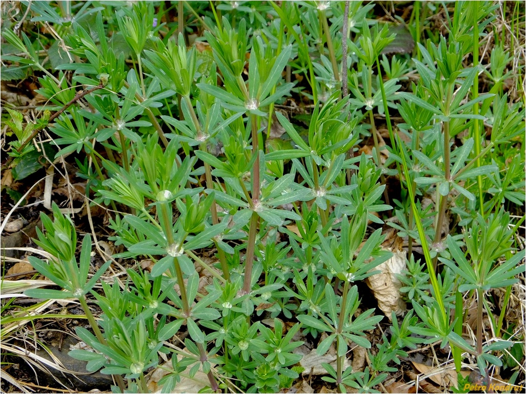 Изображение особи род Galium.