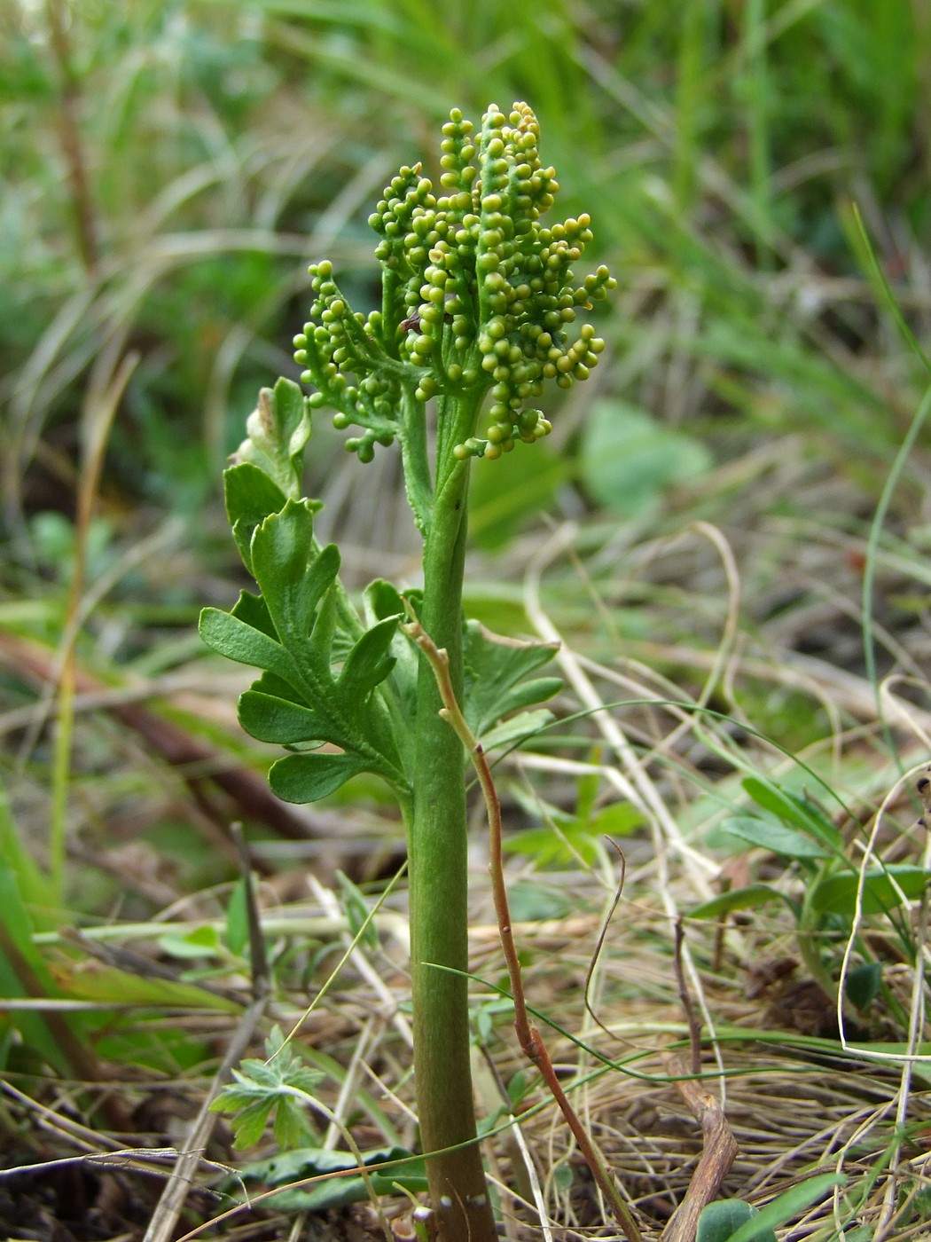 Изображение особи Botrychium alaskense.