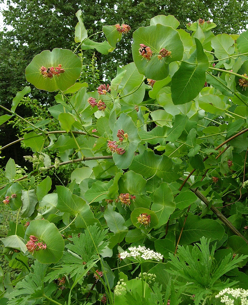 Image of Lonicera dioica specimen.