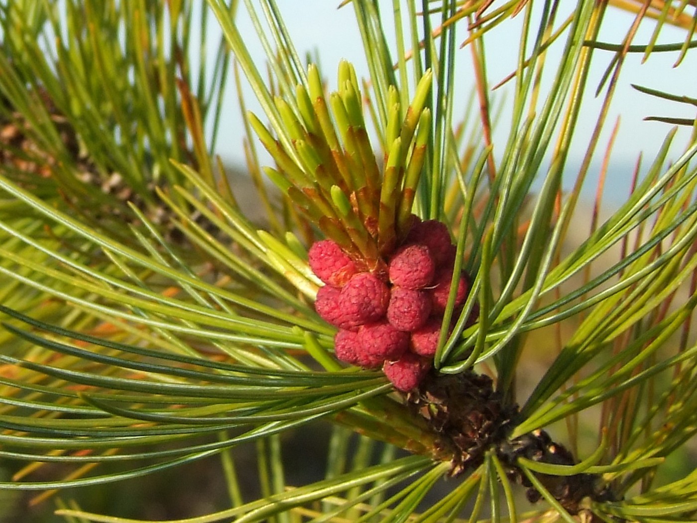 Image of Pinus pumila specimen.