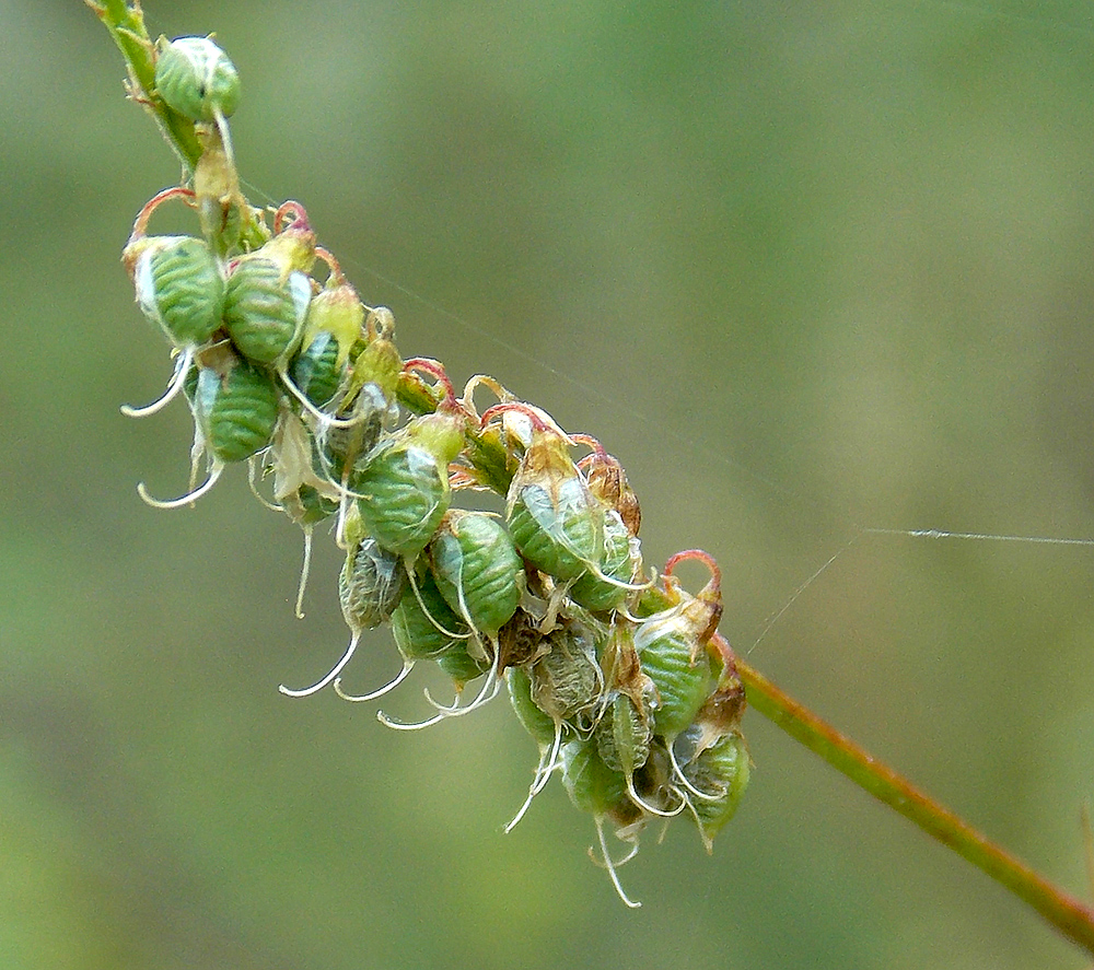 Изображение особи Melilotus officinalis.