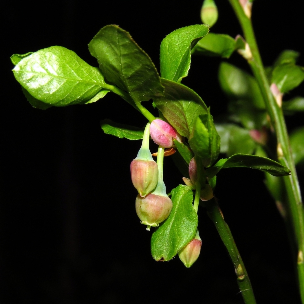 Изображение особи Vaccinium myrtillus.