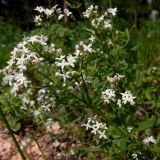 Galium boreale