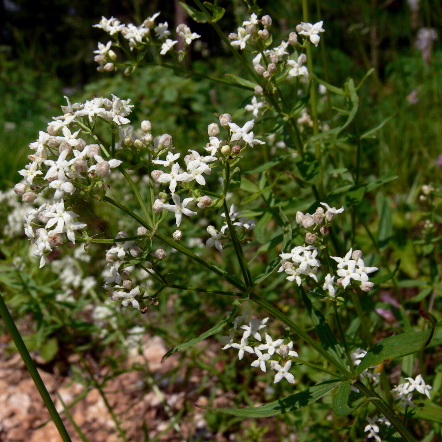 Изображение особи Galium boreale.