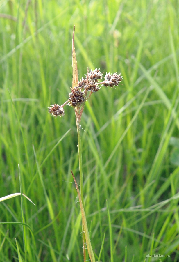 Image of Luzula multiflora specimen.
