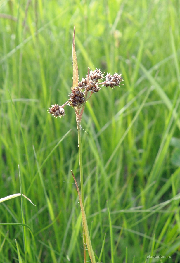 Image of Luzula multiflora specimen.