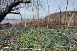 Corydalis ambigua