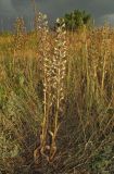 Himantoglossum caprinum. Цветущие растения. Крым, Карадагский заповедник, биостанция, остепнённый склон. 22 июня 2017 г.