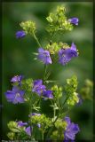 Polemonium caeruleum