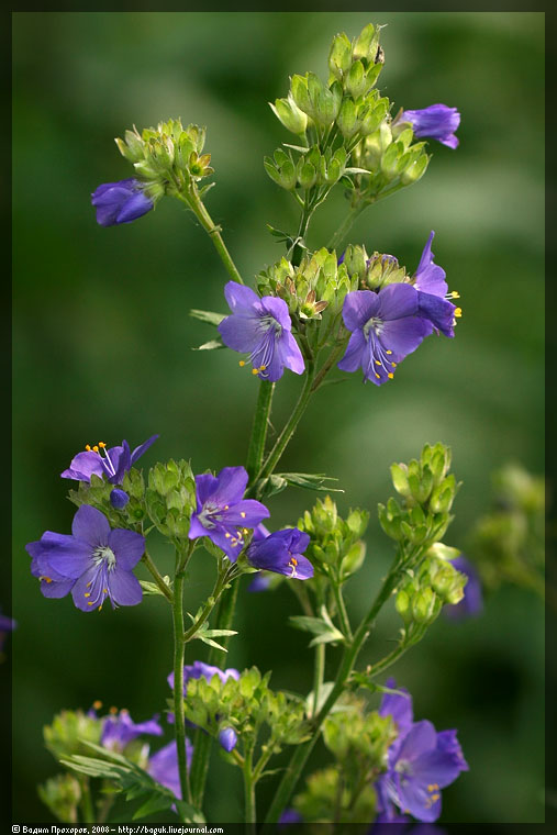 Image of Polemonium caeruleum specimen.