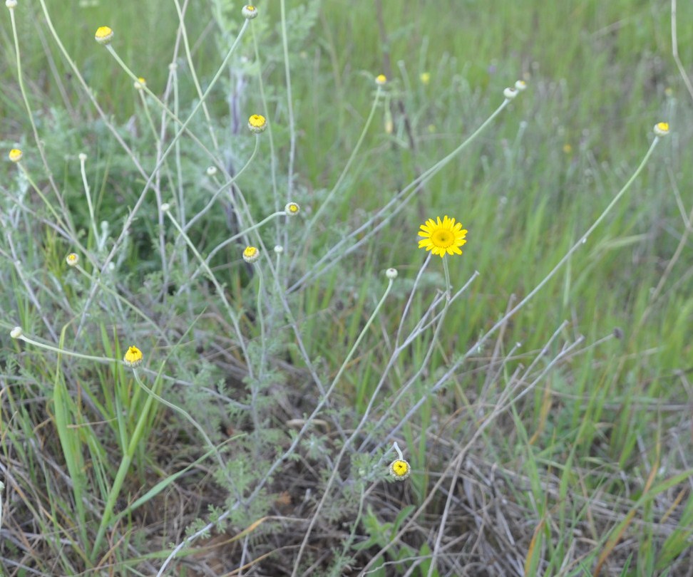 Изображение особи Anthemis tinctoria.