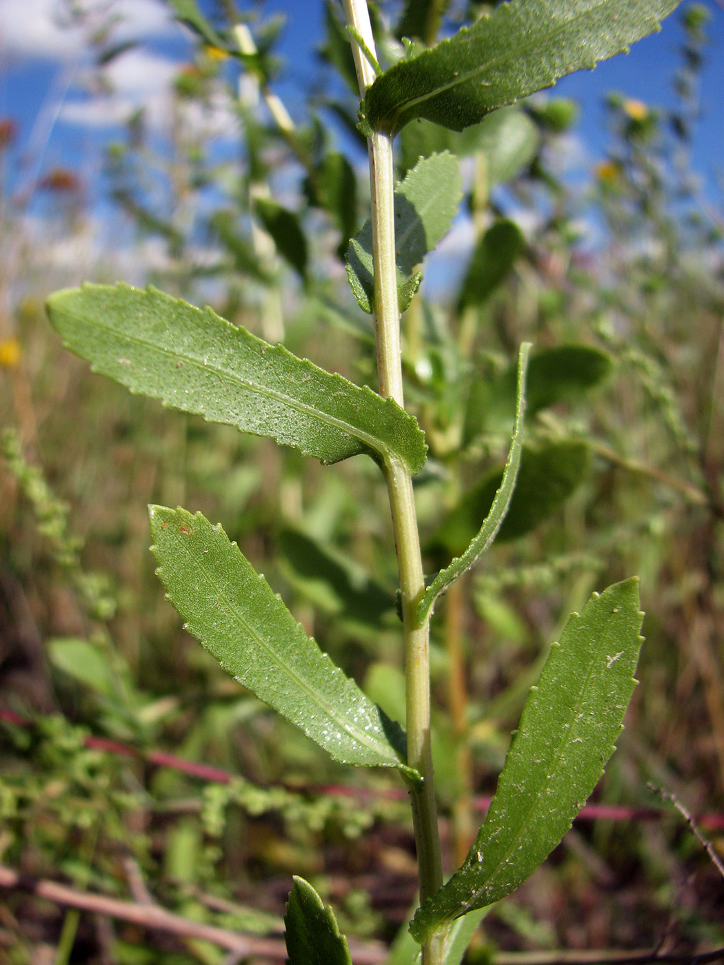 Изображение особи Grindelia squarrosa.