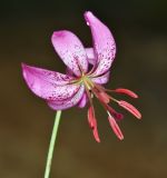 Lilium cernuum