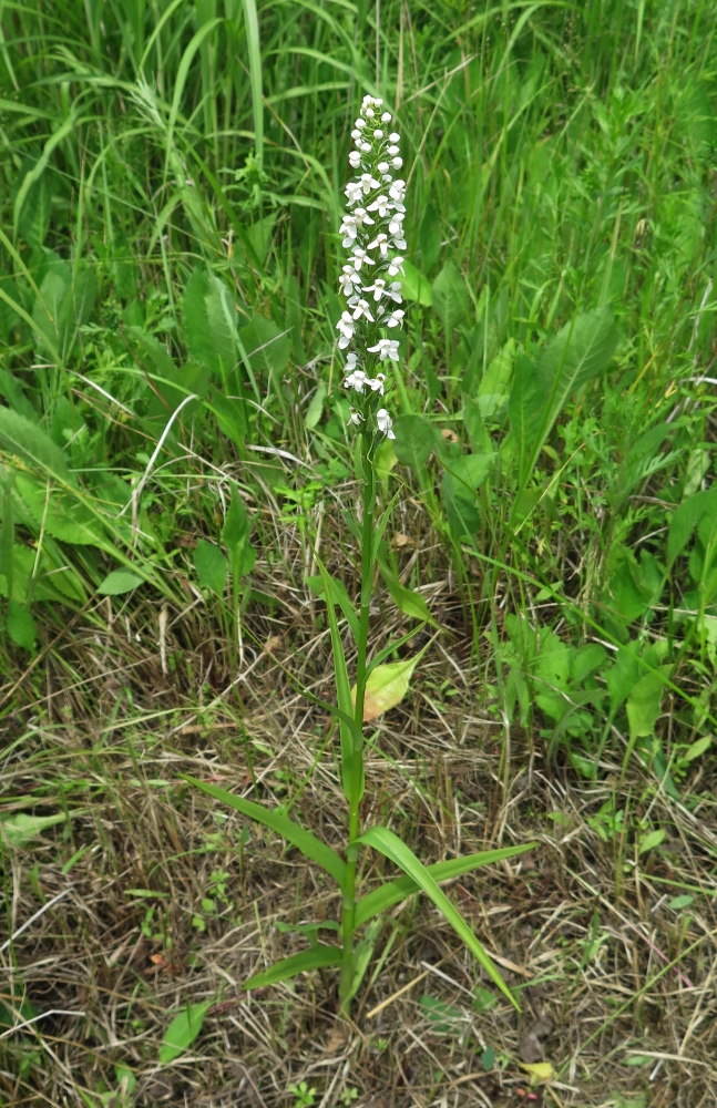 Изображение особи Tulotis hologlottis.