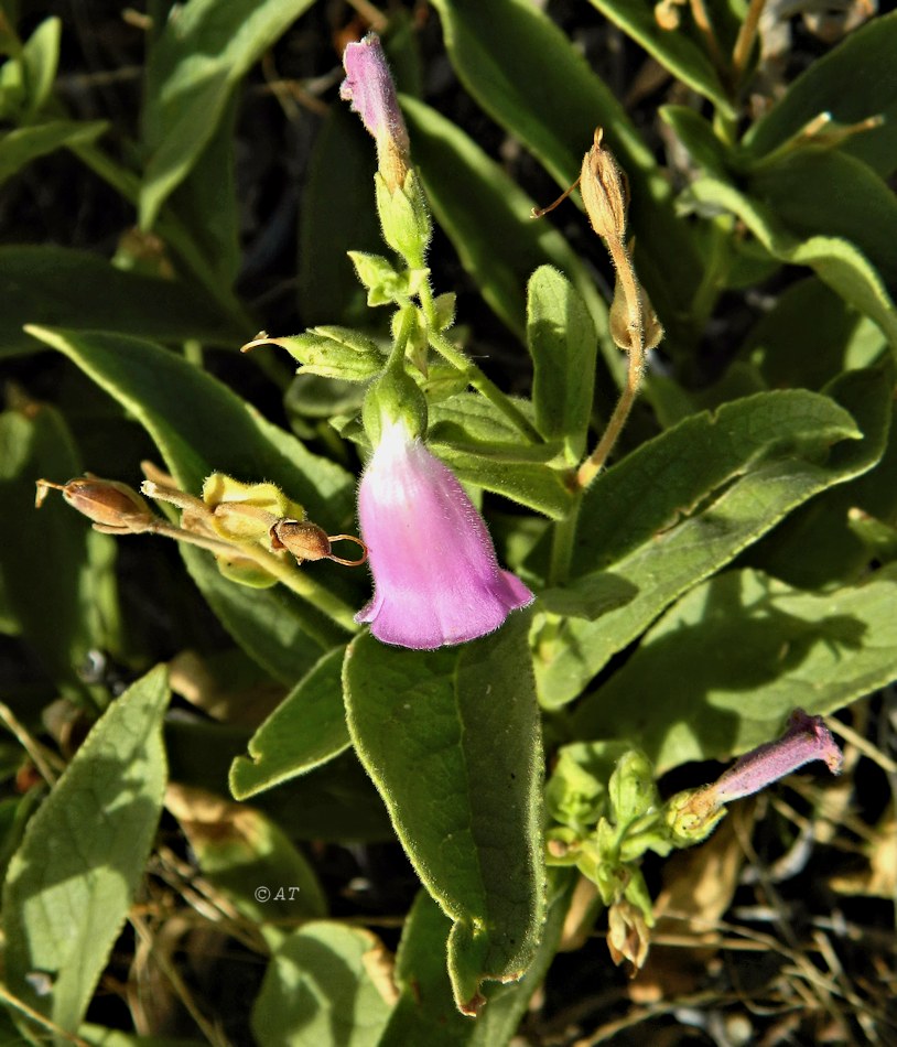 Image of Digitalis thapsi specimen.
