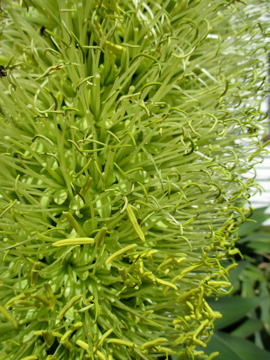 Image of Agave attenuata specimen.