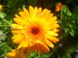 Calendula officinalis