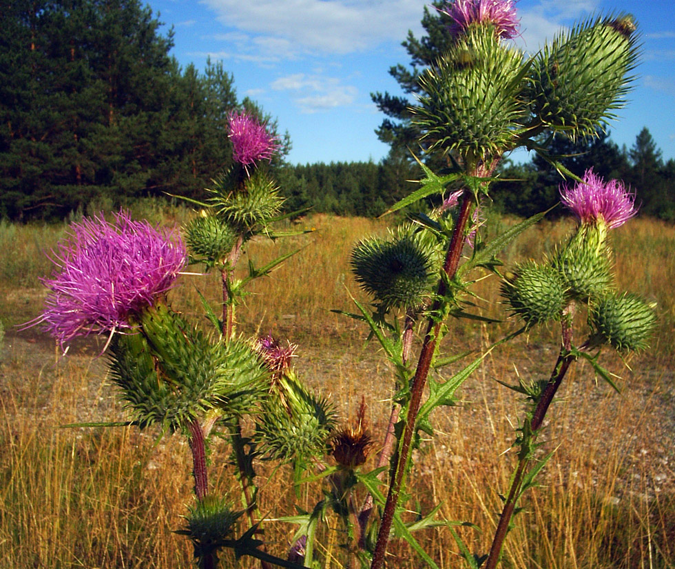 Image of Cirsium vulgare specimen.