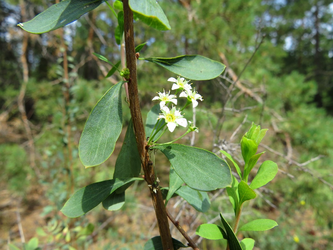 Image of Spiraea hypericifolia specimen.