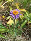 Aster alpinus