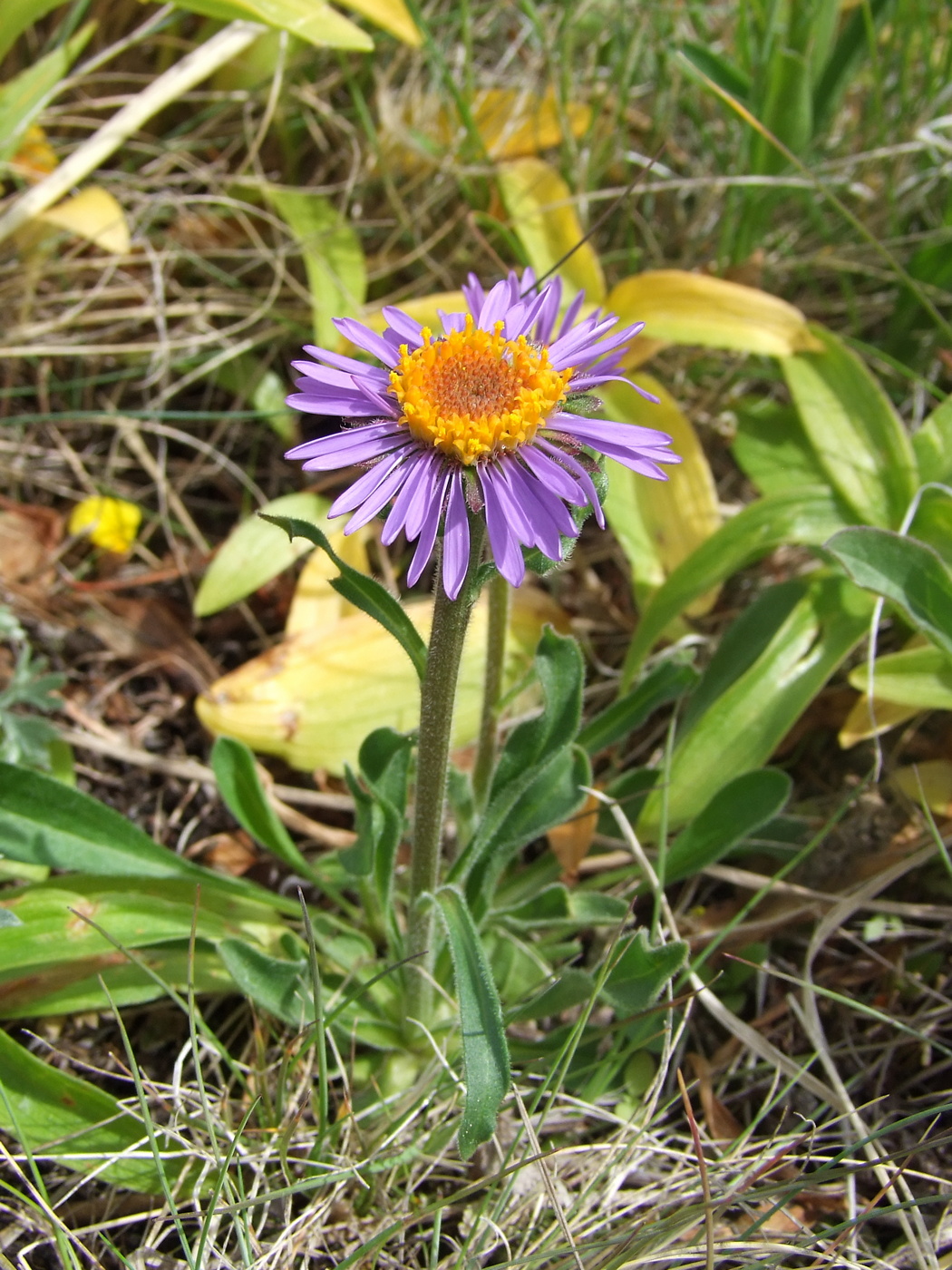 Image of Aster alpinus specimen.