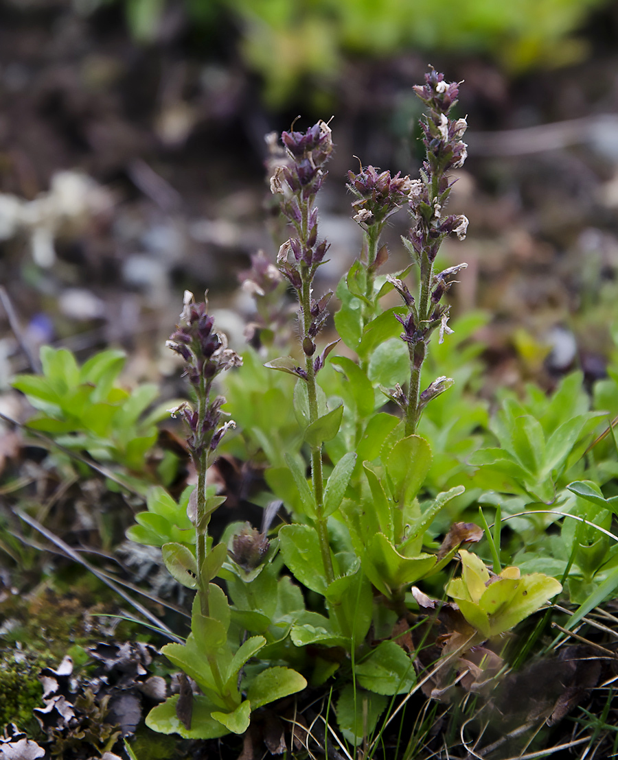 Image of Veronica densiflora specimen.