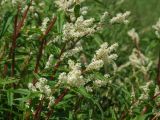 Aconogonon tripterocarpum