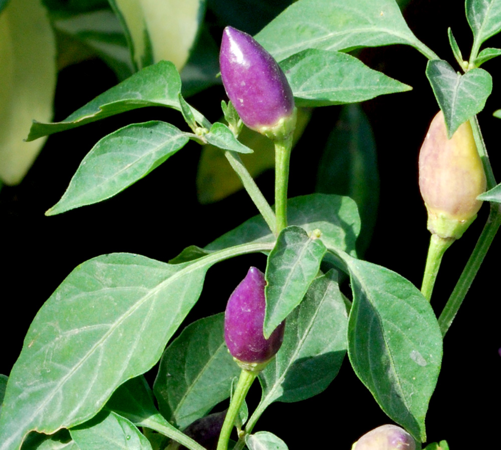 Изображение особи Capsicum annuum.