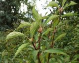 род Viburnum. Верхушки побегов. Южный берег Крыма, Никитский ботанический сад, в культуре. 29.10.2017.