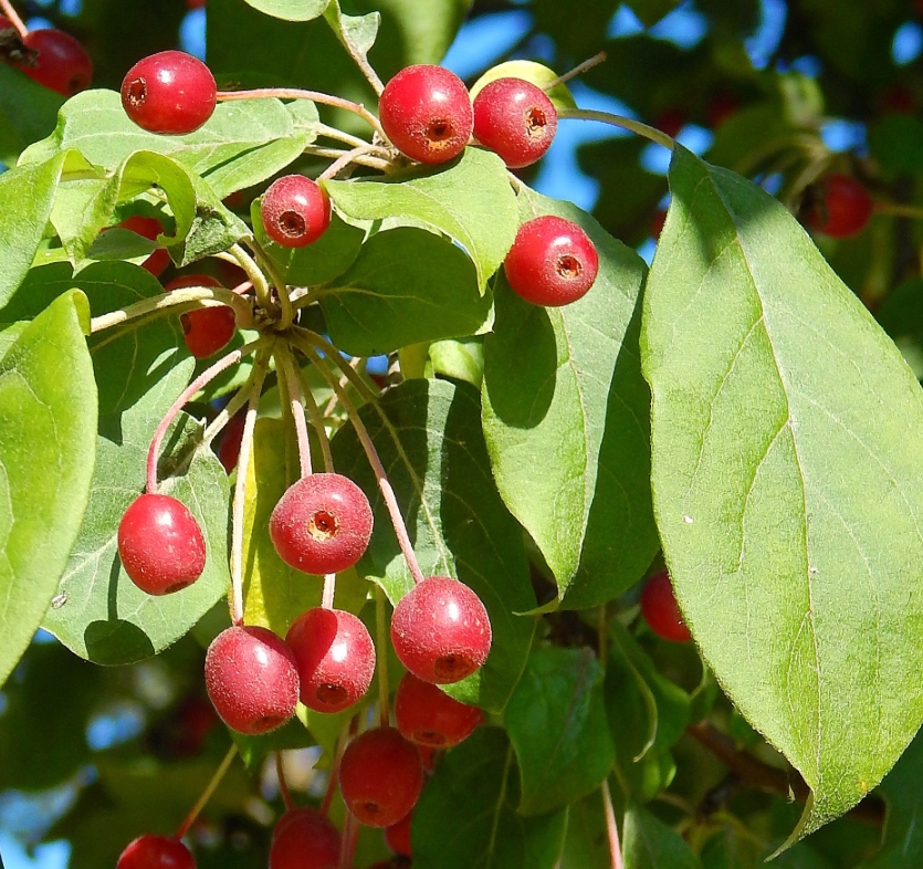 Image of genus Malus specimen.