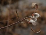 Salix lapponum