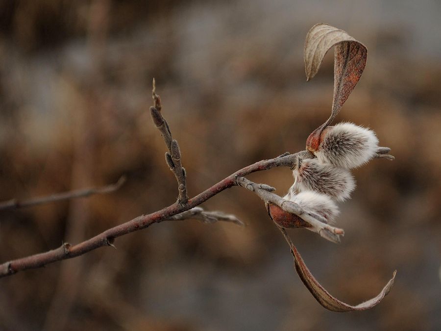 Image of Salix lapponum specimen.