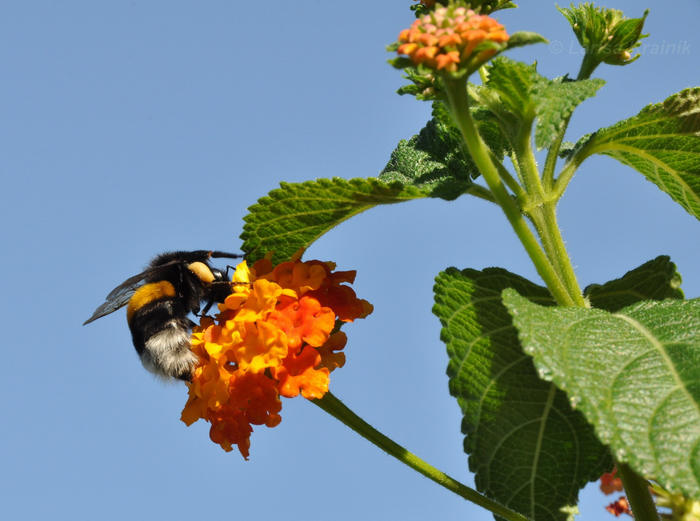 Изображение особи Lantana camara.