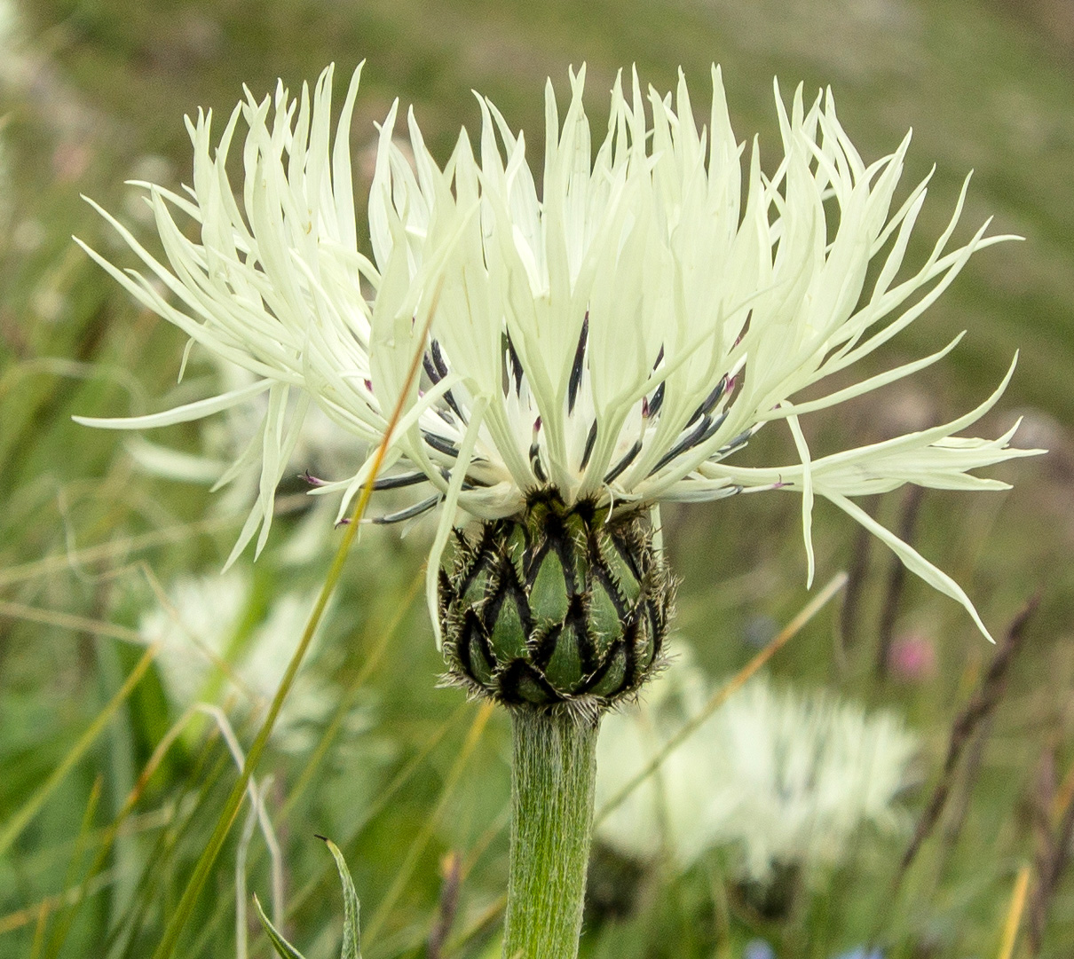 Image of Centaurea cheiranthifolia specimen.