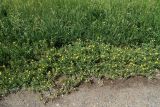Potentilla bifurca