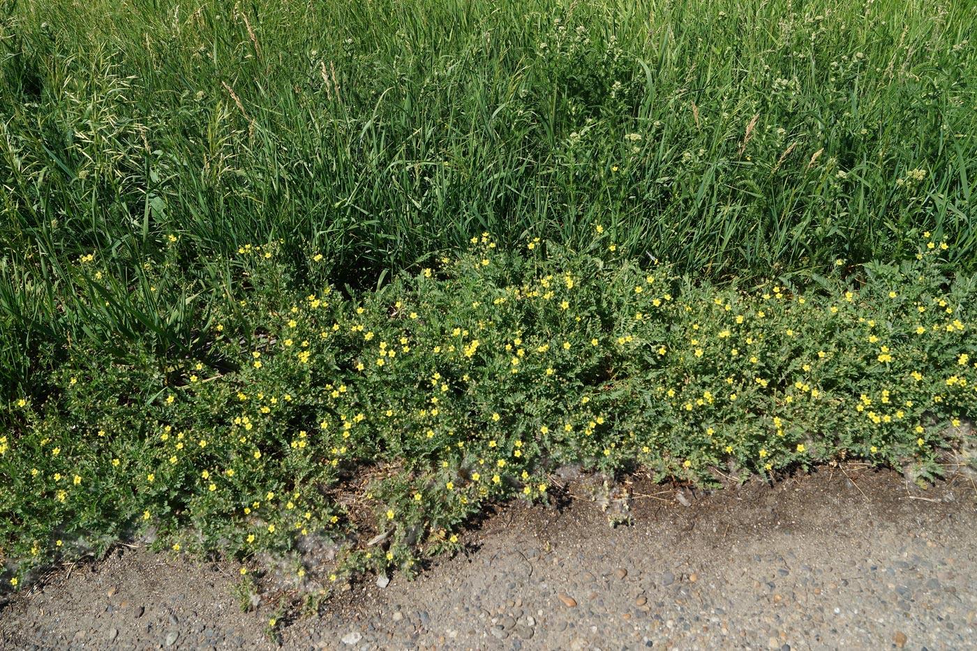 Изображение особи Potentilla bifurca.