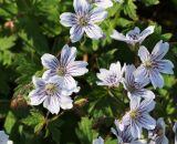 Geranium krylovii