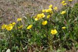 Acomastylis rossii. Цветущие растения. Чукотка, побережье бухты Провидения, кустарничково-лишайниковая тундра. 21.06.2009.