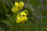 Lilium monadelphum. Соцветие с отдыхающей мухой. Кабардино-Балкария, Приэльбрусье, западный склон горы Донгуз-Орун-Гитче-Кара-Баши, субальпийский луг. 09.07.2008.