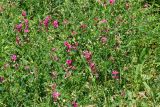 Lathyrus tuberosus