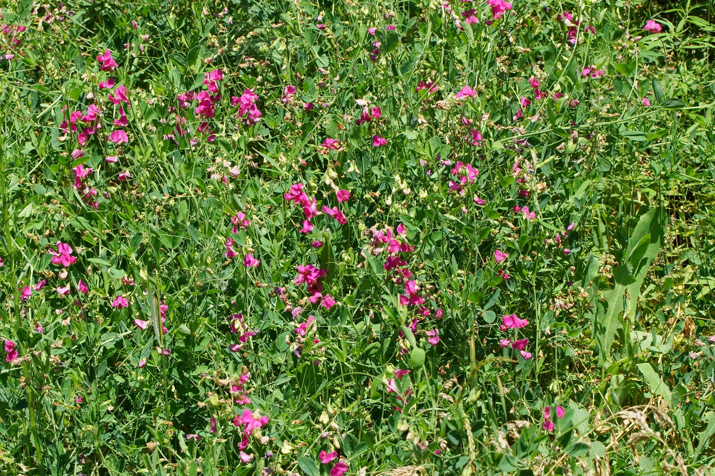 Изображение особи Lathyrus tuberosus.