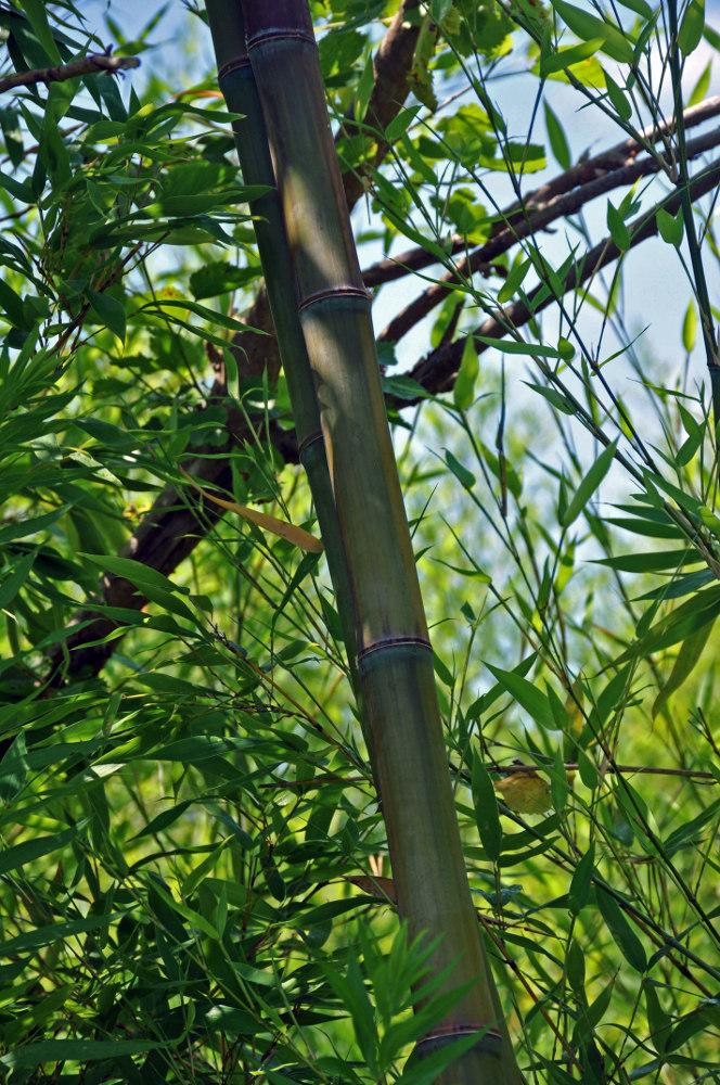 Изображение особи Phyllostachys aurea.
