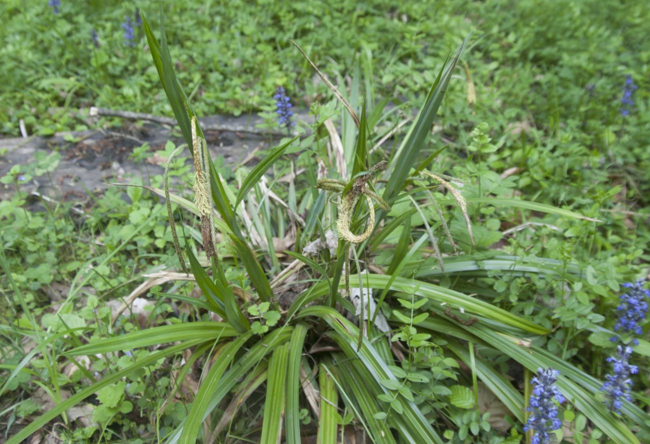 Image of Carex pendula specimen.