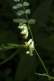 Vicia balansae