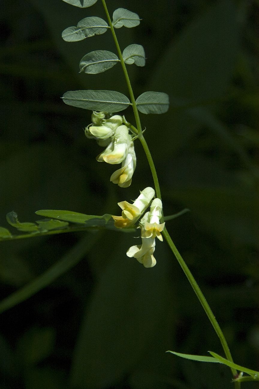 Image of Vicia balansae specimen.